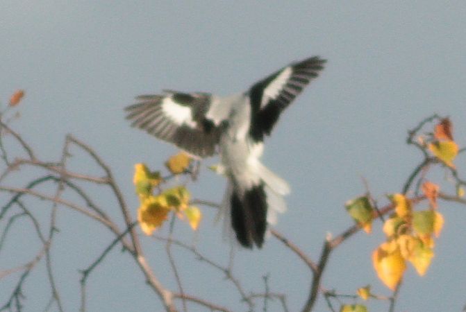 Pie-grièche grise (ssp. homeyeri)  - Michał Polakowski