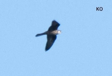 sokół skalny  - Michał Polakowski