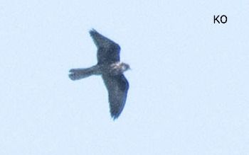 sokół skalny  - Michał Polakowski