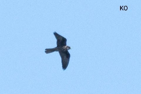 sokół skalny  - Michał Polakowski