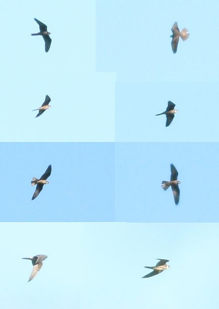 sokół skalny  - Michał Polakowski