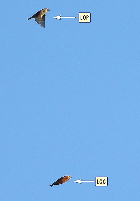 krzyżodziób sosnowy  - Michał Polakowski