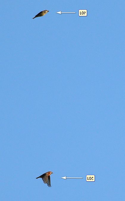 Bec-croisé perroquet  - Michał Polakowski