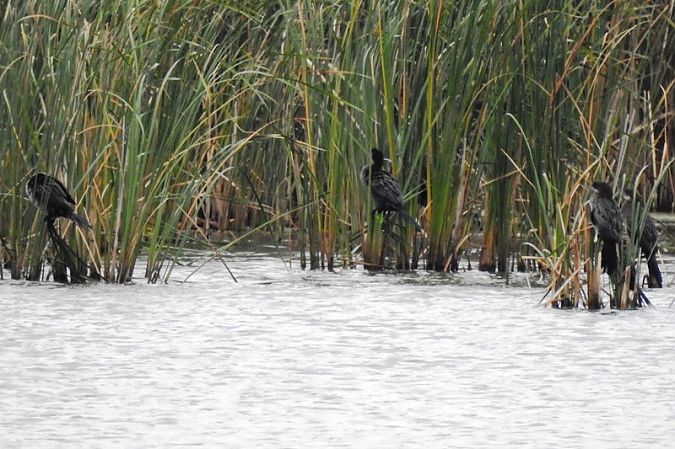 Zwergscharbe  - Magdalena Traciłowska