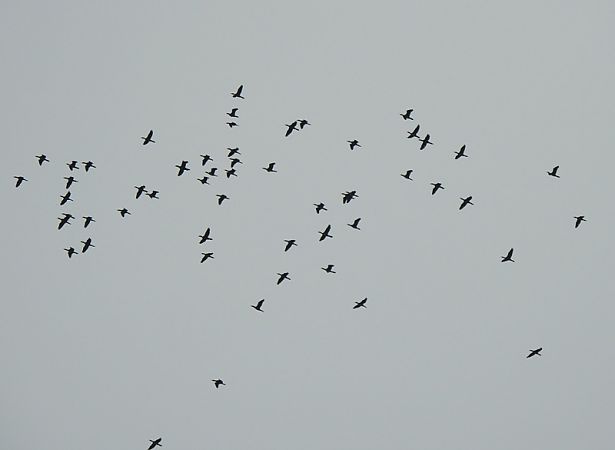 Cormoran pygmée  - Magdalena Traciłowska