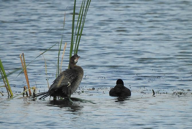 Zwergscharbe  - Magdalena Traciłowska