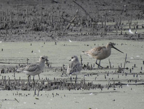 Pfuhlschnepfe  - Magdalena Traciłowska