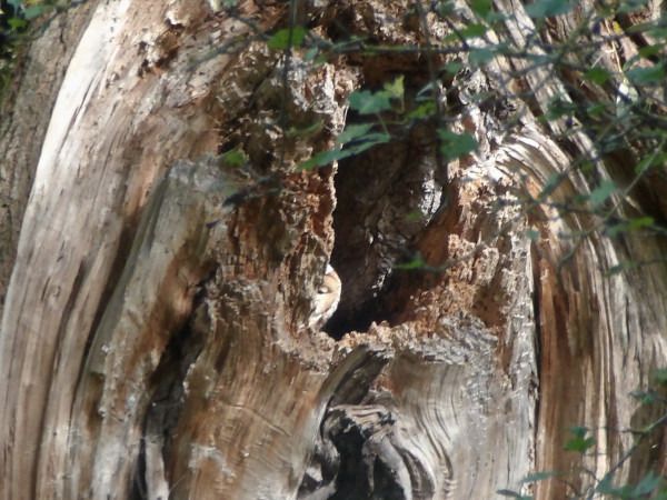 Waldkauz  - Andrzej Tarasiuk