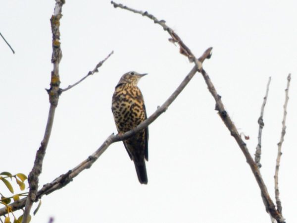 Misteldrossel  - Andrzej Tarasiuk