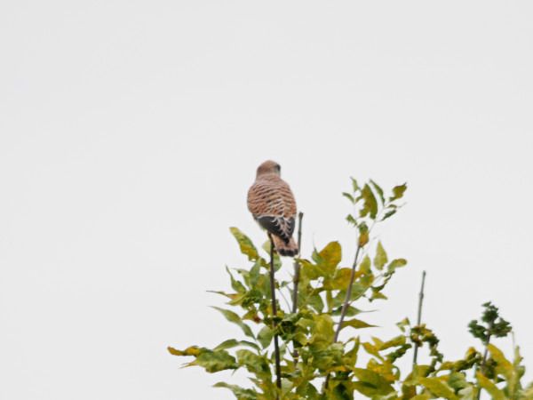 Common Kestrel  - Andrzej Tarasiuk