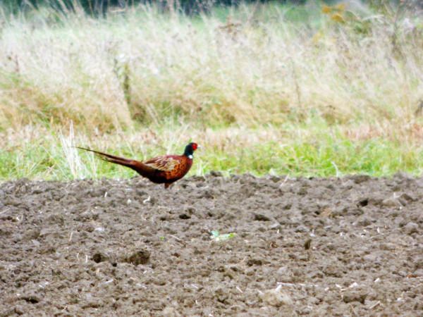 Fasan  - Andrzej Tarasiuk