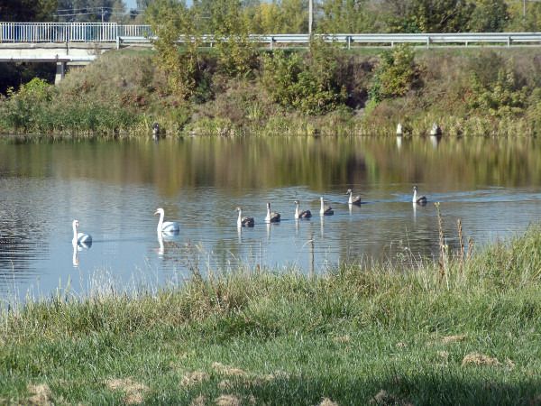 Mute Swan  - Andrzej Tarasiuk