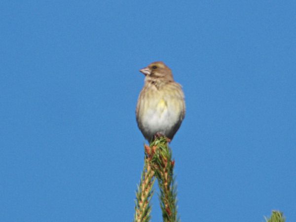Common Linnet  - Andrzej Tarasiuk