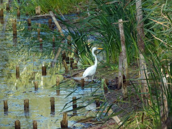 Great Egret  - Andrzej Tarasiuk