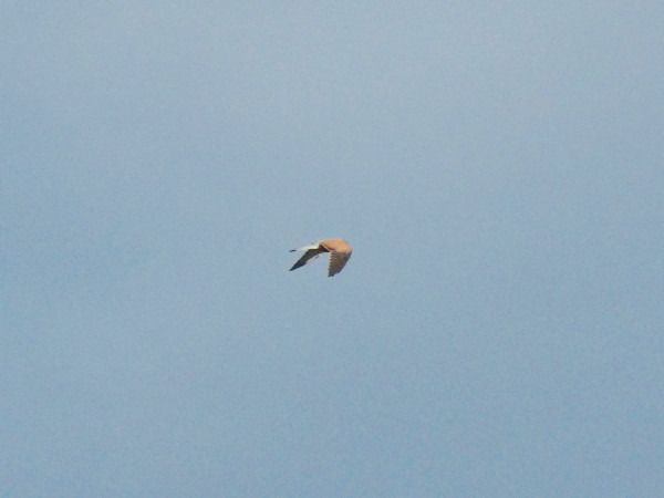 Turmfalke  - Andrzej Tarasiuk