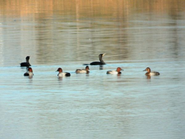 Tafelente  - Andrzej Tarasiuk