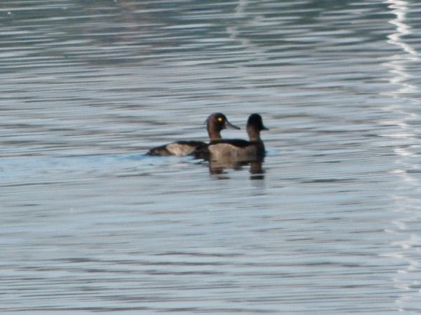 czernica  - Andrzej Tarasiuk