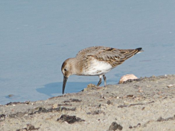 Bécasseau variable  - Andrzej Tarasiuk