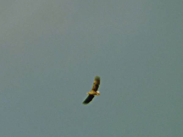 bielik  - Andrzej Tarasiuk