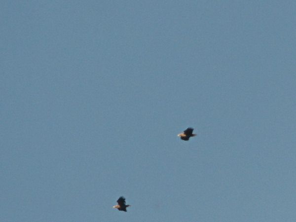 Pygargue à queue blanche  - Andrzej Tarasiuk