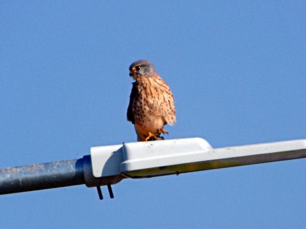 Turmfalke  - Andrzej Tarasiuk