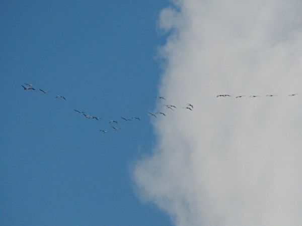 żuraw  - Andrzej Tarasiuk