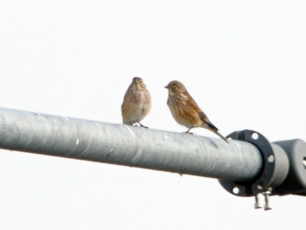 Bluthänfling  - Andrzej Tarasiuk