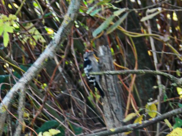 Kleinspecht  - Andrzej Tarasiuk