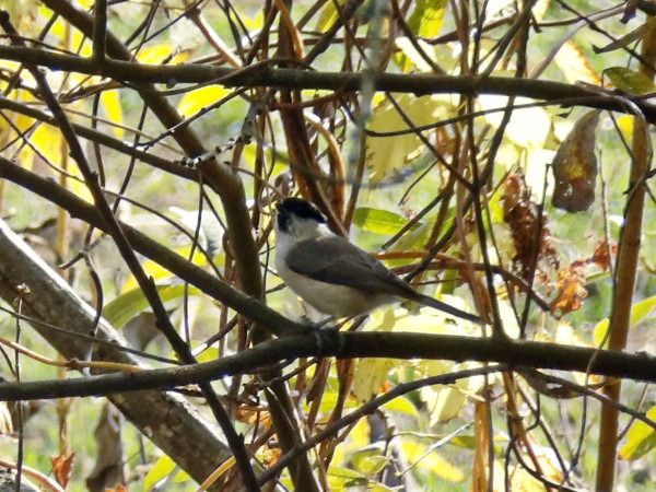 Meise, unbestimmt  - Andrzej Tarasiuk