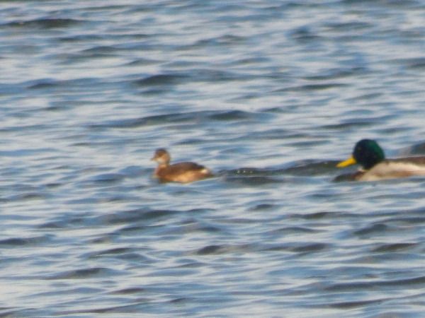 perkozek  - Andrzej Tarasiuk