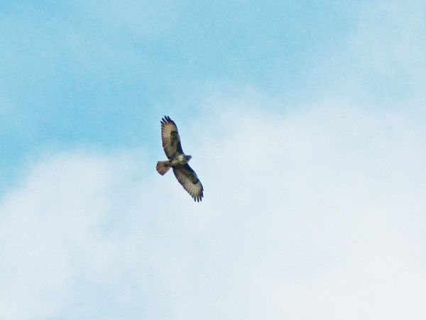 Buse variable  - Andrzej Tarasiuk