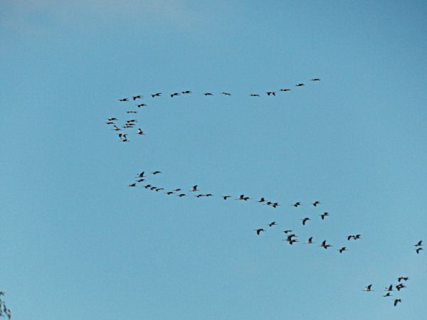 Common Crane  - Andrzej Tarasiuk
