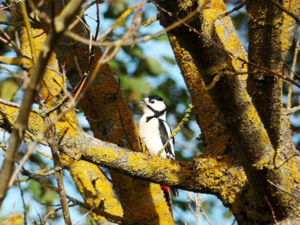 Great Spotted Woodpecker  - Andrzej Tarasiuk