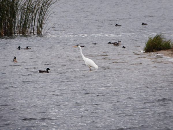 Silberreiher  - Andrzej Tarasiuk