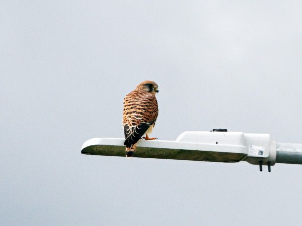 pustułka  - Andrzej Tarasiuk