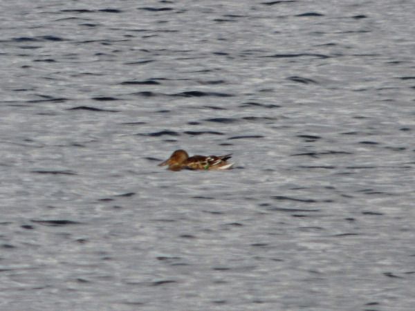Löffelente  - Andrzej Tarasiuk