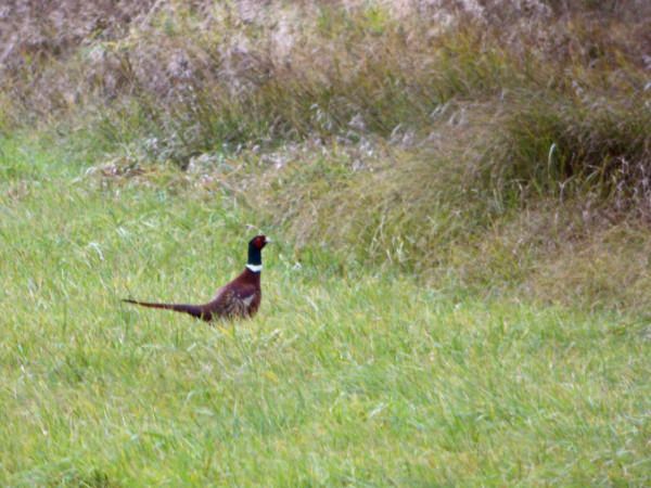 bażant  - Andrzej Tarasiuk