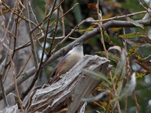 kowalik  - Andrzej Tarasiuk