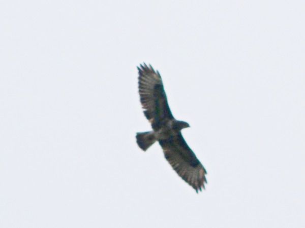 myszołów  - Andrzej Tarasiuk