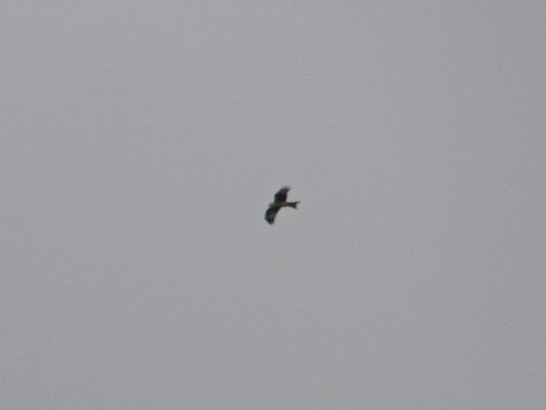 kania ruda  - Andrzej Tarasiuk