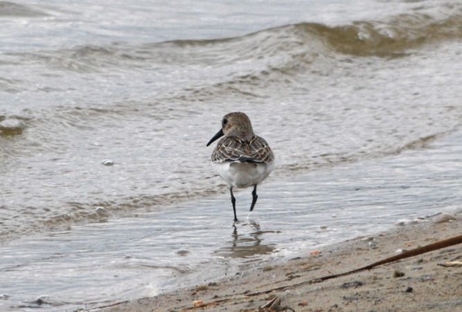 Alpenstrandläufer  - Andrzej Tarasiuk