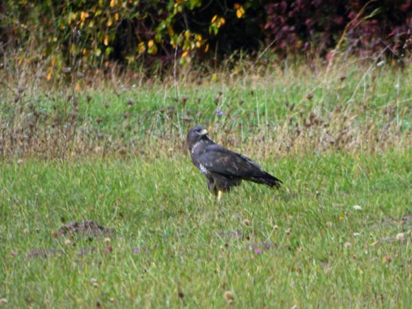 Common Buzzard  - Andrzej Tarasiuk