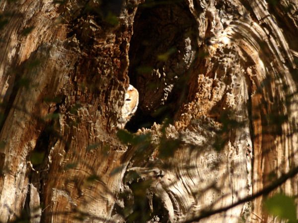 Chouette hulotte  - Andrzej Tarasiuk