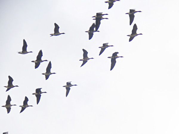 Anser-Gans, unbestimmt  - Andrzej Tarasiuk