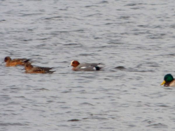 Pfeifente  - Andrzej Tarasiuk