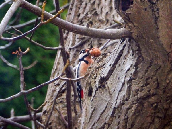 Great Spotted Woodpecker  - Andrzej Tarasiuk
