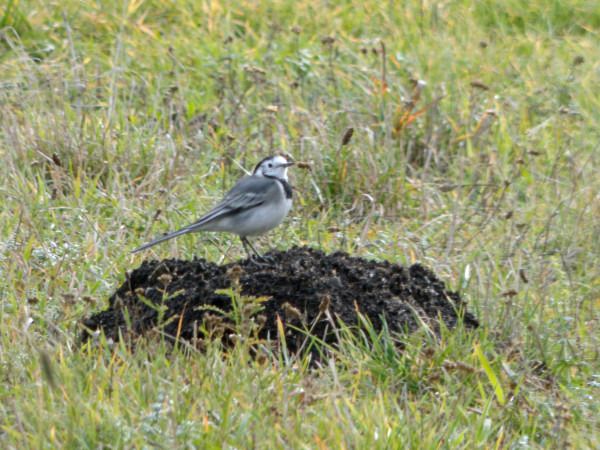 pliszka siwa  - Andrzej Tarasiuk