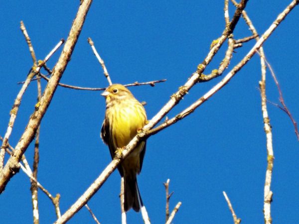 trznadel  - Andrzej Tarasiuk