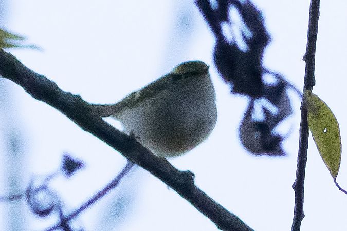 Goldhähnchen-Laubsänger  - Maciej Aleksandrowicz