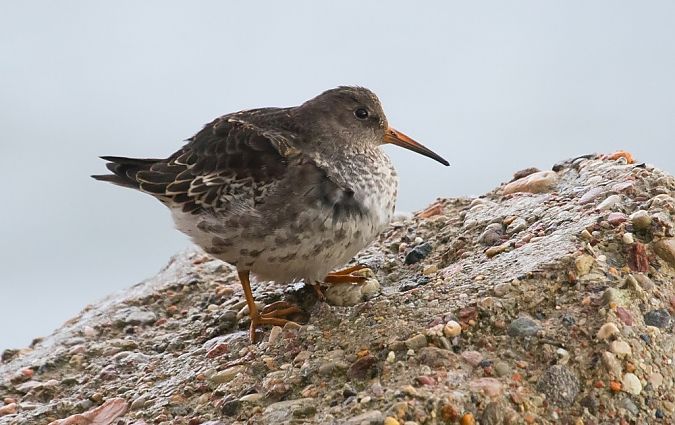 biegus morski  - Rafał Szczerbik
